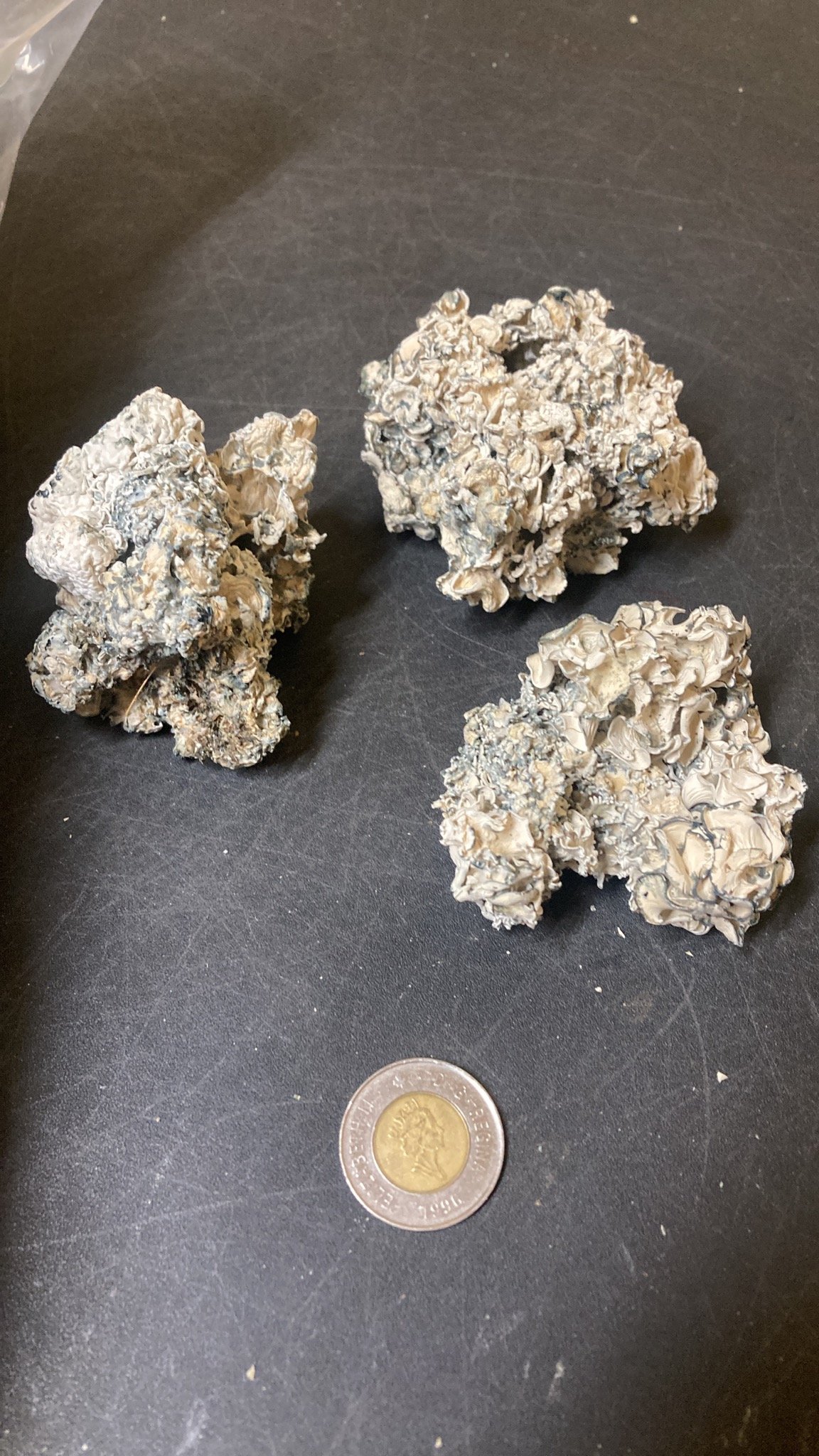 Enigma Whites